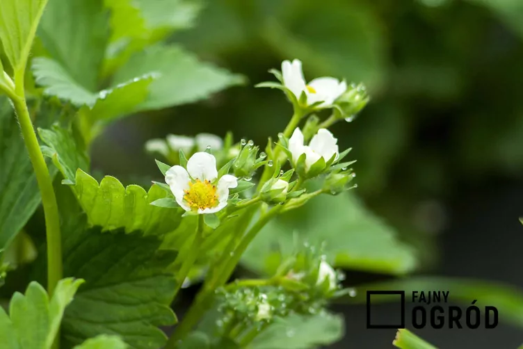 Truskawka 'Elsanta' - zdjęcie 5