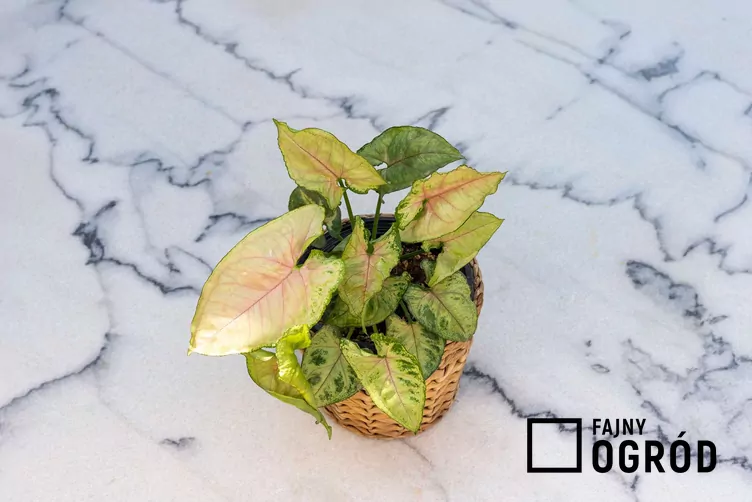 Syngonium berry allusion Syngonium berry allusion