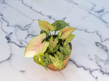 Zroślicha stopowcowa 'Berry Allusion' - zdjęcie 2