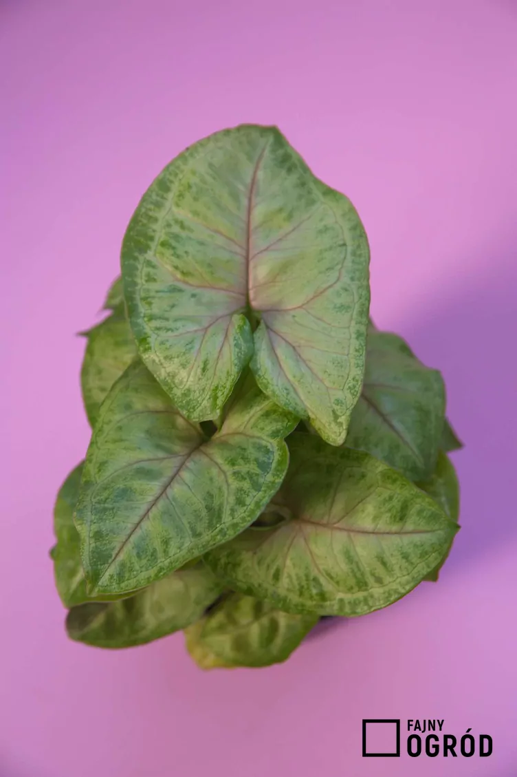 Zroślicha berry allusion Zroślicha berry allusion