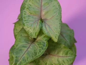 Zroślicha stopowcowa 'Berry Allusion' - zdjęcie 3