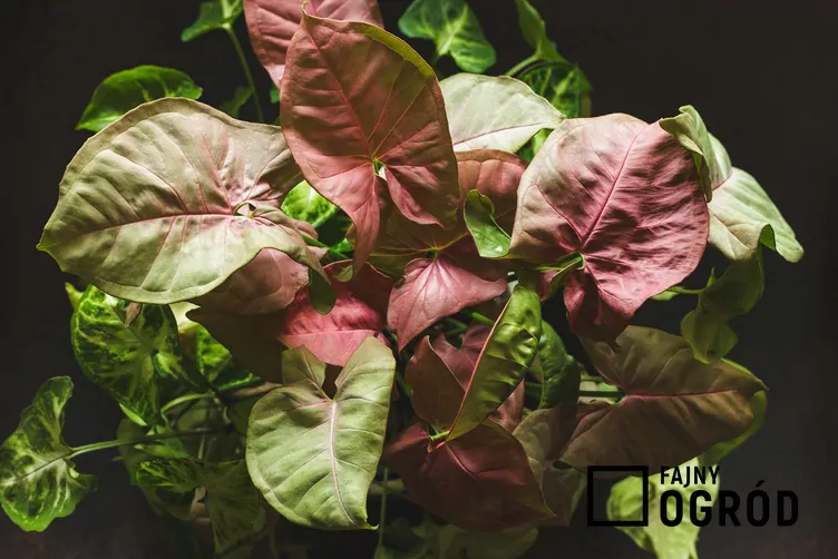 Zroślicha stopowcowa 'Berry Allusion' Zroślicha stopowcowa 'Berry Allusion'