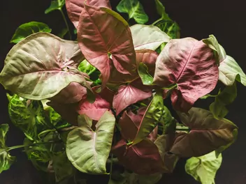 Zroślicha stopowcowa 'Berry Allusion' - zdjęcie 4