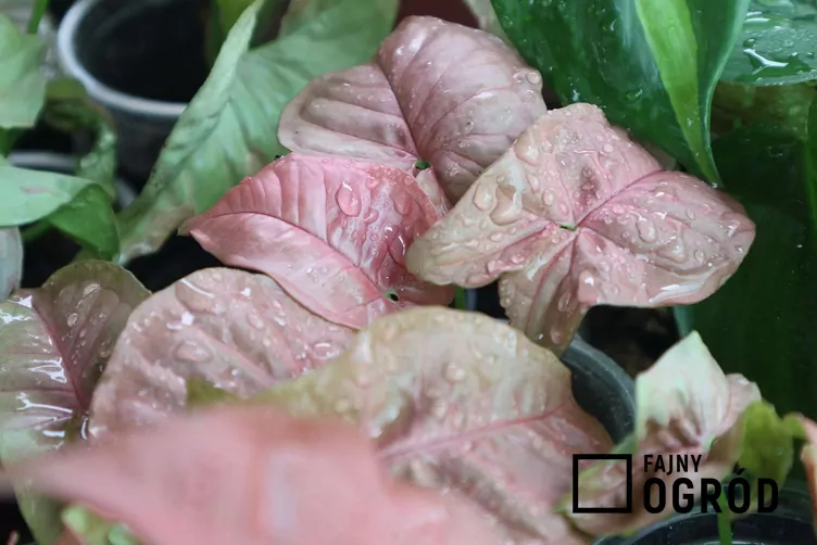 Zroślicha stopowcowa 'Berry Allusion' - zdjęcie 5 Zroślicha stopowcowa 'Berry Allusion' - zdjęcie 5