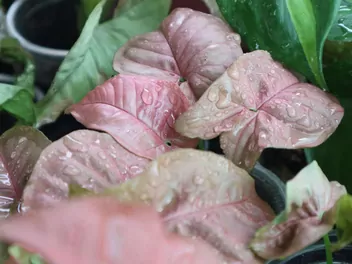 Zroślicha stopowcowa 'Berry Allusion' - zdjęcie 5