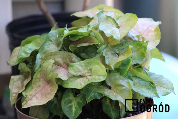 Zroślicha stopowcowa 'Berry Allusion'