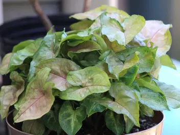 Ilustracja rośliny zroślicha stopowcowa 'berry allusion'