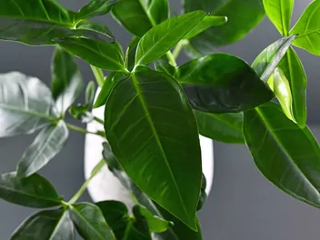 Zdjęcie ilustrujące zroślicha stopowcowa 'trileaf wonder'