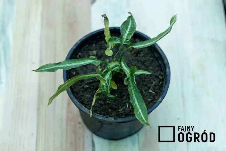 Syngonium trileaf wonder Syngonium trileaf wonder