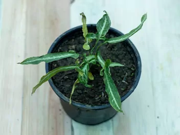 Zroślicha stopowcowa 'Trileaf Wonder' - zdjęcie 2