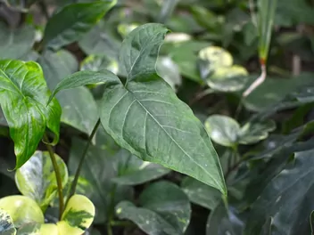 Zroślicha stopowcowa 'Trileaf Wonder' - zdjęcie 3