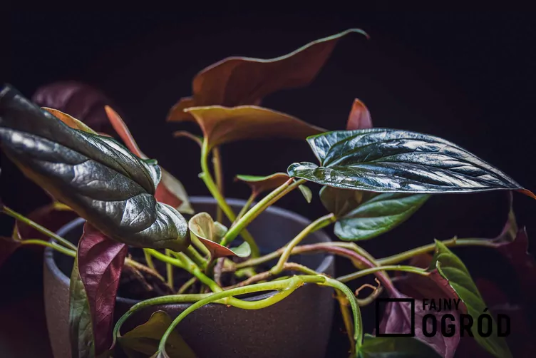 Zroślicha 'Red Arrow'