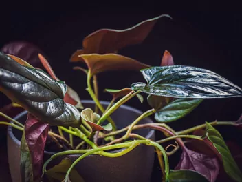 Ilustracja rośliny zroślicha 'red arrow'