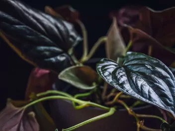 Zroślicha 'Red Arrow' - zdjęcie 2