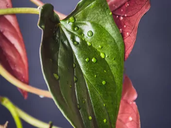 Zroślicha 'Red Arrow' - zdjęcie 3