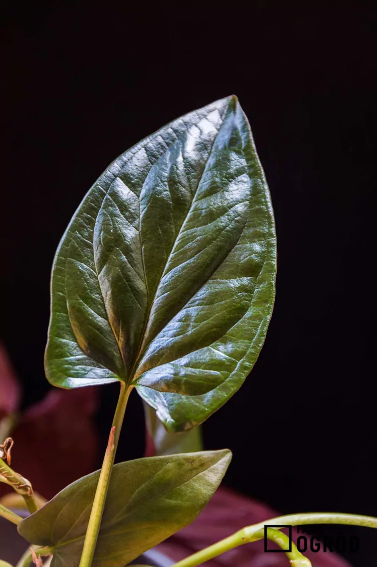 Zroślicha 'Red Arrow' Zroślicha 'Red Arrow'