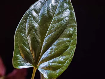 Zroślicha 'Red Arrow' - zdjęcie 4