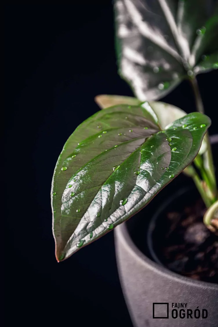 Zroślicha 'Red Arrow' - zdjęcie 5 Zroślicha 'Red Arrow' - zdjęcie 5