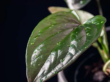 Zroślicha 'Red Arrow' - zdjęcie 5