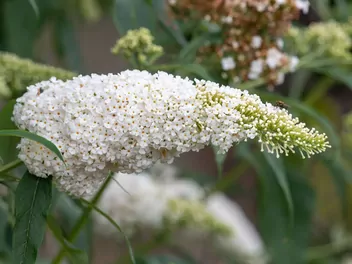 Ilustracja rośliny budleja davida 'white profusion'