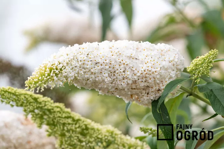 Motyli krzew white profusion