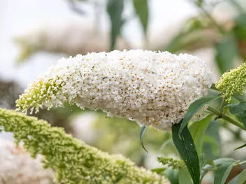 Budleja Davida 'White Profusion' - zdjęcie 2