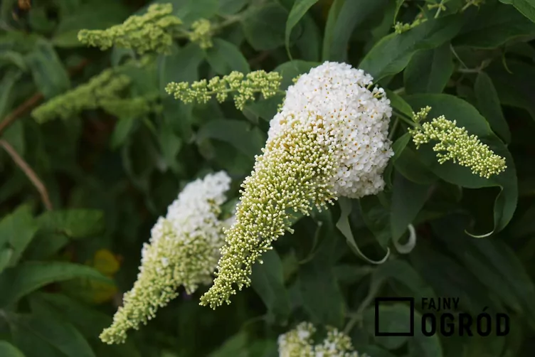 Omżyn davida white profusion