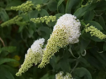 Budleja Davida 'White Profusion' - zdjęcie 3