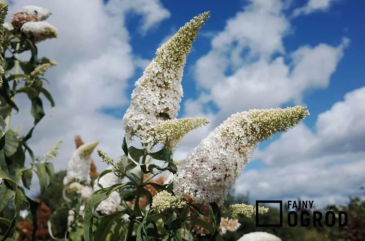 Budleja Davida 'White Profusion'