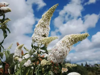 Budleja Davida 'White Profusion' - zdjęcie 4