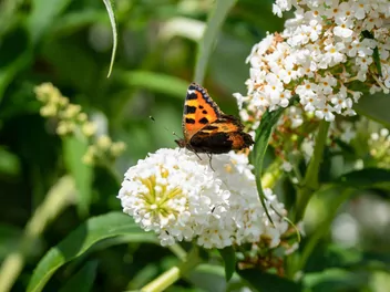 Budleja Davida 'White Profusion' - zdjęcie 5