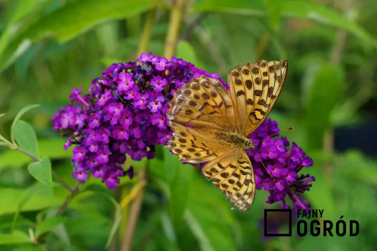 Budleja Dawida 'Royal Red'