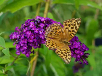 Ilustracja rośliny budleja dawida 'royal red'