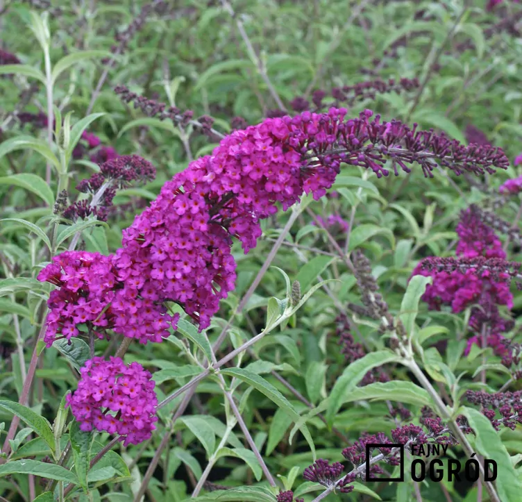Omżyn Davida 'Royal Red '