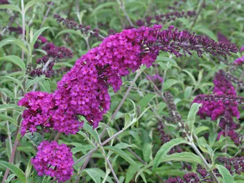 Budleja Dawida 'Royal Red' - zdjęcie 2