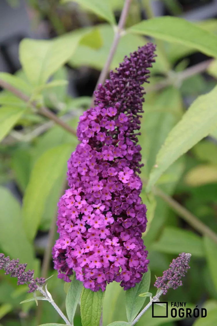 Motyli krzew royal red