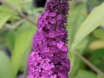 Budleja Dawida 'Royal Red' - zdjęcie 4