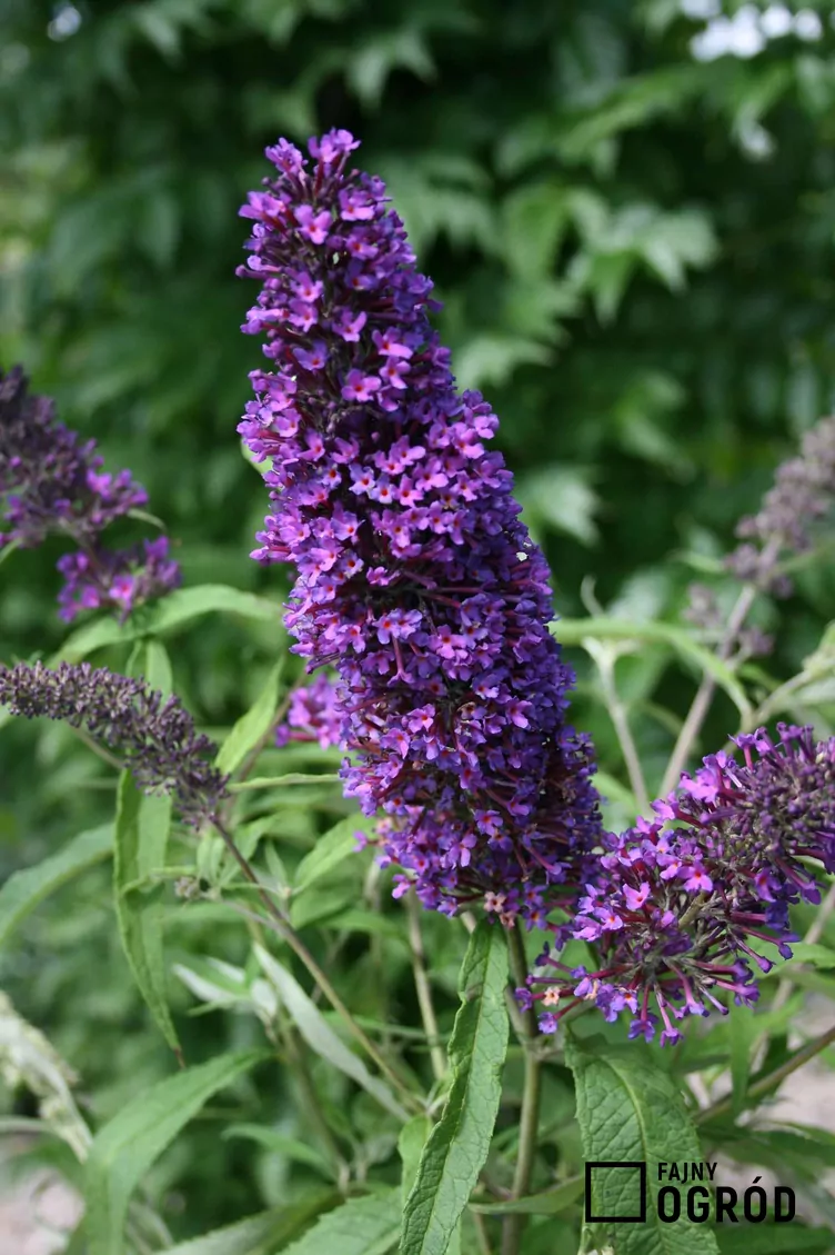 Budleja Dawida 'Royal Red' - zdjęcie 5