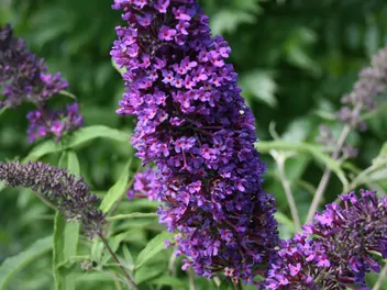 Budleja Dawida 'Royal Red' - zdjęcie 5