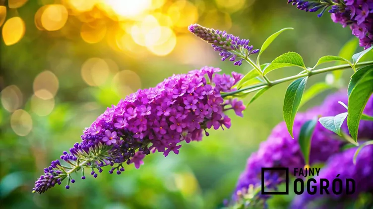 Budleja flower power