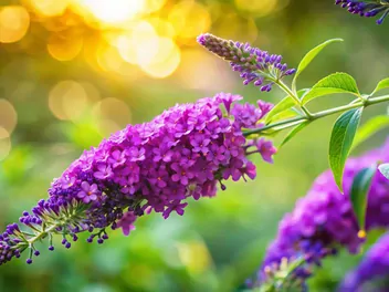 Budleja Davida 'Flower Power' - zdjęcie 2