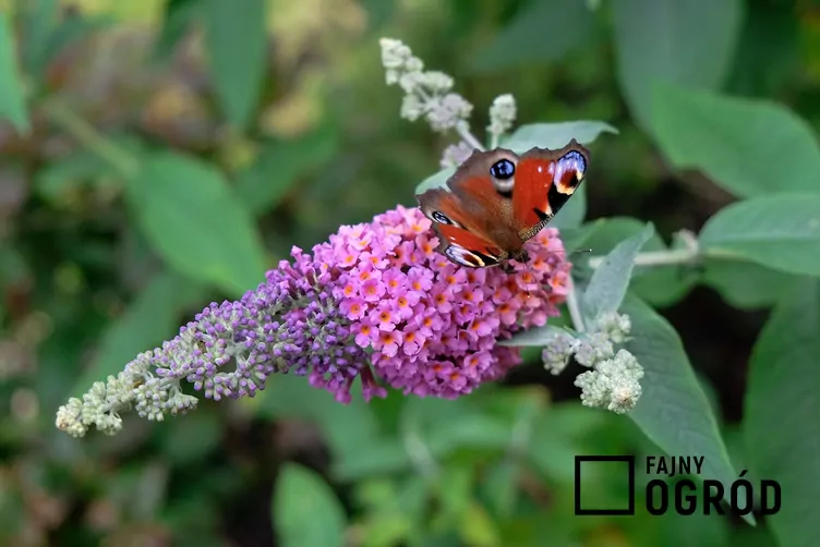 Motyli krzew 'Flower Power'