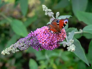 Budleja Davida 'Flower Power' - zdjęcie 3