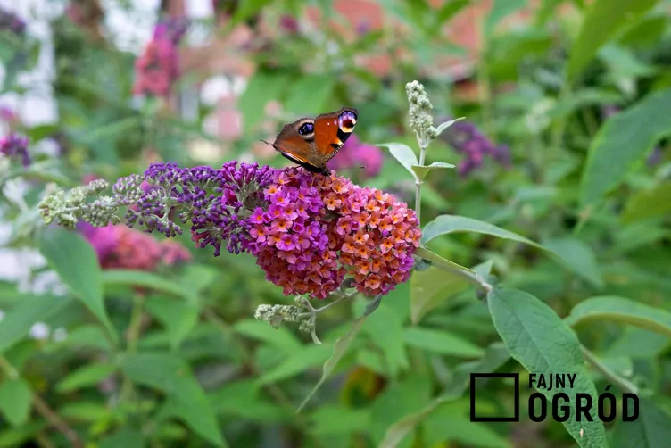 Budleja Davida 'Flower Power'