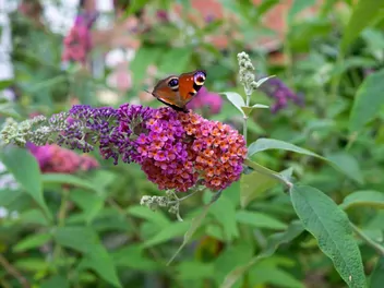 Ilustracja rośliny budleja davida 'flower power'