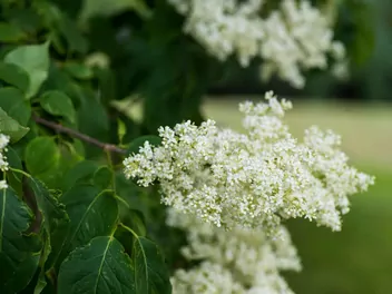 Lilak japoński - zdjęcie 3