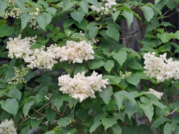 Lilak japoński - zdjęcie 4