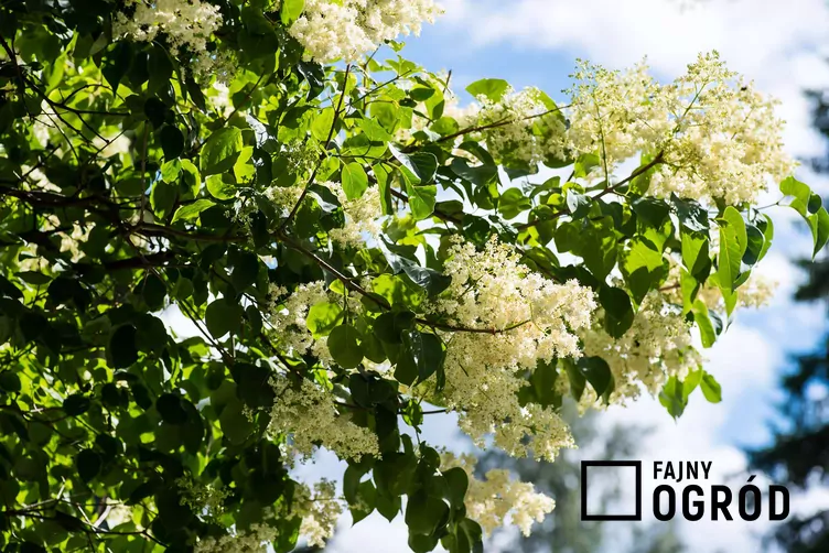 Lilak japoński - zdjęcie 5