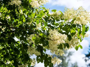 Lilak japoński - zdjęcie 5