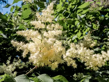 Ilustracja rośliny lilak japoński